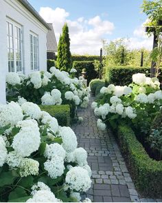 white flowers line the walkway in front of a house with hedges and bushes on either side