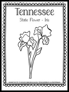 the state flower coloring page for tennessee