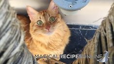 an orange tabby cat sitting in a sink next to a blue water faucet