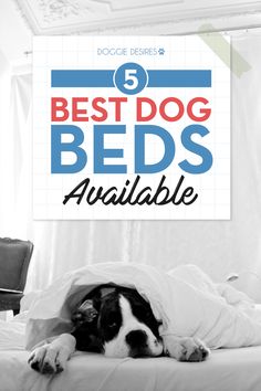 a black and white dog laying on top of a bed with the title 5 best dog beds available