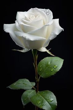 a white rose with water droplets on it's petals and green leaves in front of a black background