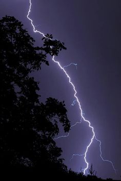 lightning strikes through the night sky above trees