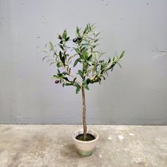 an olive tree in a white pot on a cement surface against a gray wall with no leaves