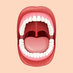 Mouth Clipart, Mouth Anatomy, Digestive System Anatomy, Human Mouth, Background Medical, Sistem Pencernaan, Kedokteran Gigi, Mouth Drawing, Yard Cards