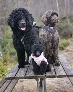 three poodles are sitting on a picnic table in the woods and one is wearing a harness