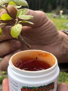 a person holding a jar of liquid with a plant in it