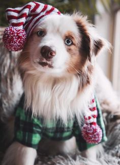 a small dog wearing a hat and scarf