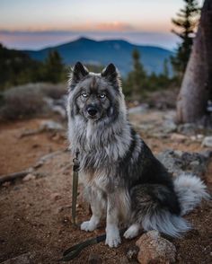 a dog sitting on top of a dirt field next to a tree and some rocks