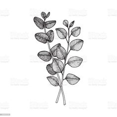 a branch with leaves drawn in ink on white paper royalty photo and royalty illustration art