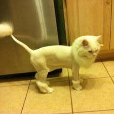 a white cat standing on top of a kitchen floor next to a dishwasher