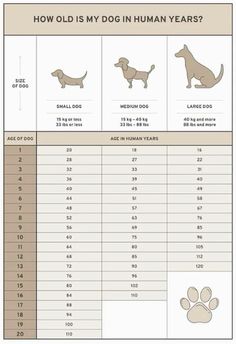 an info sheet showing how many dogs are in human years