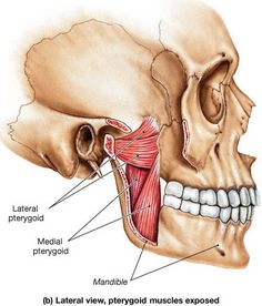 the anatomy of the head and neck with labels on each side, labeled in red