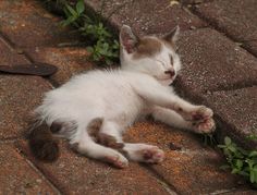 a kitten is laying on the ground with its eyes closed and it's paw up