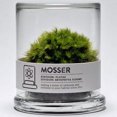 a moss plant in a glass container on a white background with the label mosser