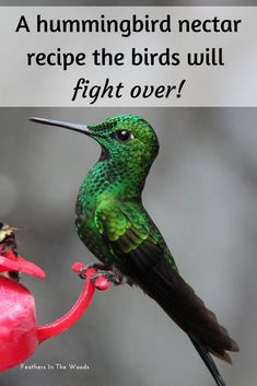 Homemade Hummingbird Nectar, Hummingbird Nectar Recipe, Hummingbird Food, Hummingbird Nectar, Hummingbird Plants, Red Dye, Attract Hummingbirds