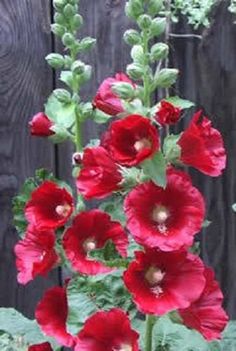 red flowers growing in the middle of a wooden fence