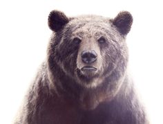 a large brown bear standing up against a white background