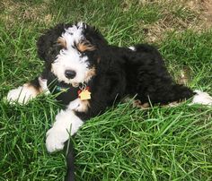 a black and white dog laying in the grass