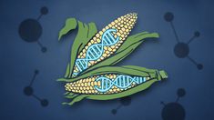 an image of corn on the cob with blue and green designs in front of it