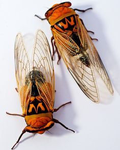 two orange and black bugs sitting next to each other on top of a white surface