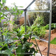 the inside of a greenhouse with plants in it