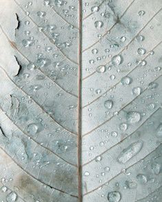 the underside of a leaf with drops of water on it