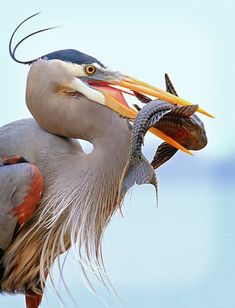 a large bird with a fish in it's mouth and another bird on its back