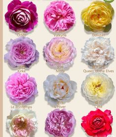 the different types of flowers are shown in this image, and each flower has its own name