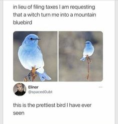 two blue birds sitting on top of a plant with caption in the bottom right corner