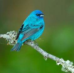 a blue bird sitting on top of a tree branch