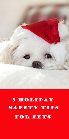 a white dog wearing a santa hat on top of a bed with the words holiday safety tips for pets