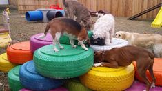 there are many dogs and cats playing together in the yard with some tires on the ground