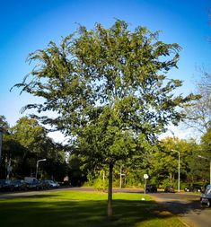 a large green tree sitting on the side of a road next to a parking lot