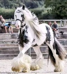 Horse Riding Quotes, Beautiful Horses Photography, Beautiful Horse Pictures, Clydesdale Horses, Big Horses, Cute Animals Puppies