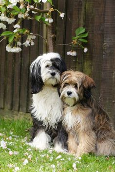 two dogs sitting next to each other in the grass