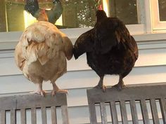 two chickens standing on the back of a wooden bench next to each other in front of a window