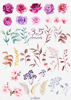 watercolor flowers and plants with the number three elements in each one's frame