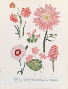 an illustration of pink flowers and green leaves