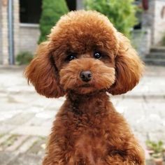 a small brown dog sitting on top of a sidewalk