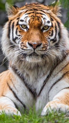 a close up of a tiger laying in the grass