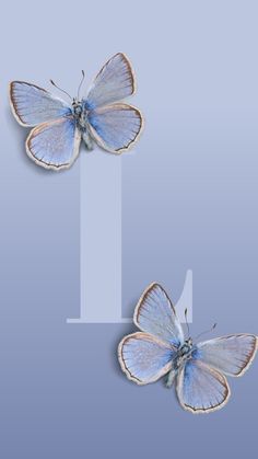 two blue butterflies sitting on top of each other in front of a light blue background