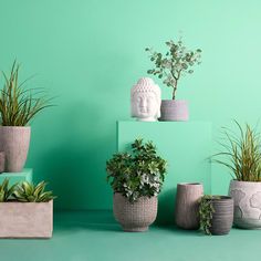 there are many potted plants in the same color as each other on this shelf