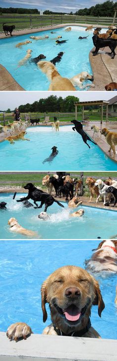 there are many dogs that are playing in the pool and on the other side of the pool