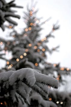 a snow covered pine tree with lights in the background