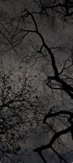 the sky is very dark and cloudy with no leaves on it, but there are many trees in silhouette