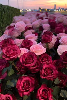 pink and red roses are in the foreground, with a cityscape in the background