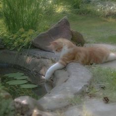 an orange and white cat laying on the ground next to a pond