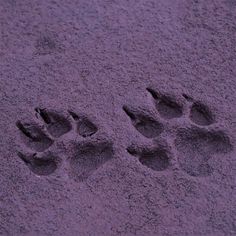 an animal's paw prints are shown in the sand