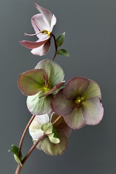 two pink flowers with green leaves in front of a gray background