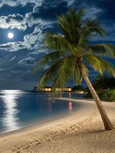 a palm tree sitting on top of a beach next to the ocean under a full moon